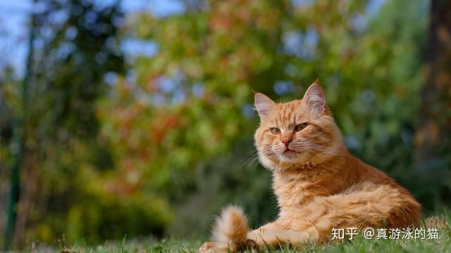 猫千草小说风格与特色，最新作品解析