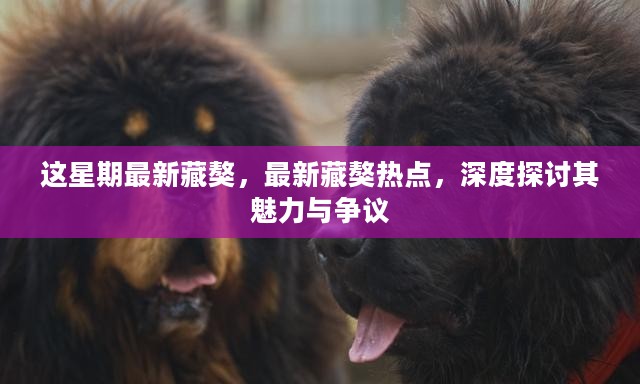 本周藏獒热点聚焦，魅力与争议深度探讨