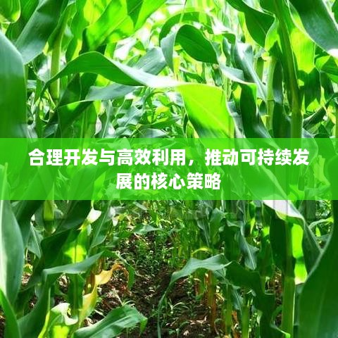 合理开发与高效利用，推动可持续发展的核心策略