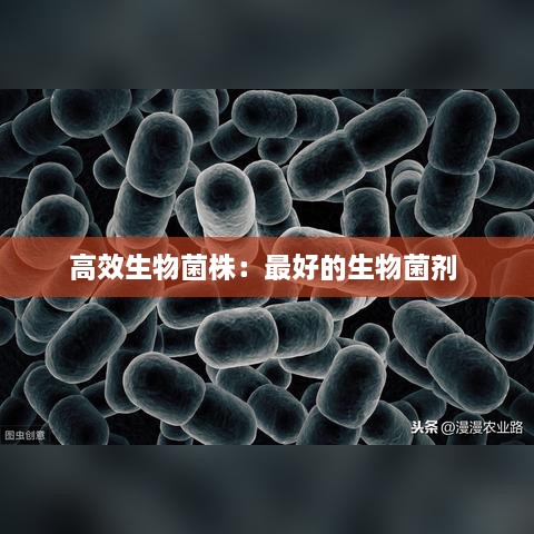 高效生物菌株：最好的生物菌剂 