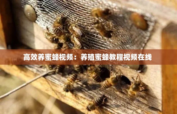 高效养蜜蜂视频：养殖蜜蜂教程视频在线 