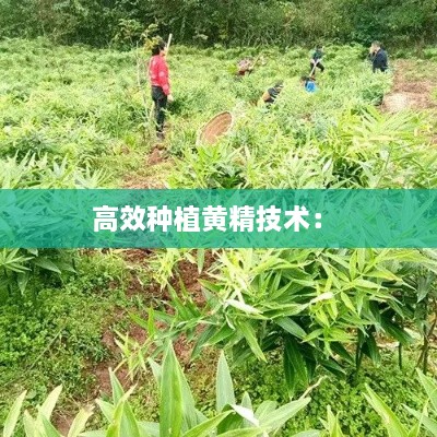 高效种植黄精技术： 