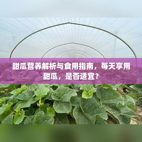 甜瓜营养解析与食用指南，每天享用甜瓜，是否适宜？