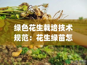 绿色花生栽培技术规范：花生绿苗怎么做着好吃 