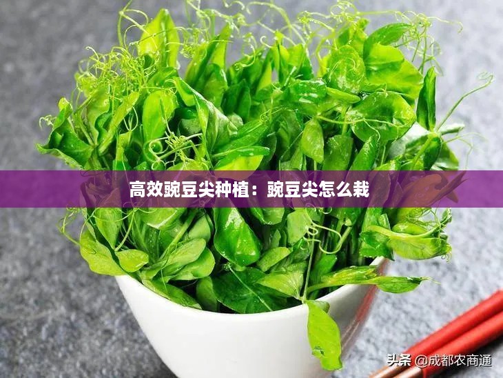 高效豌豆尖种植：豌豆尖怎么栽 