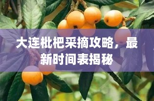 大连枇杷采摘攻略，最新时间表揭秘