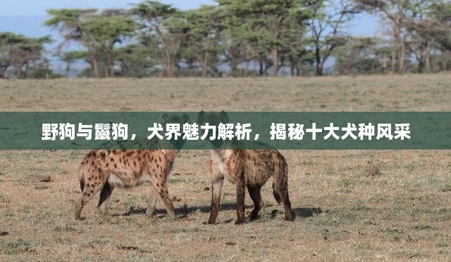 野狗与鬣狗，犬界魅力解析，揭秘十大犬种风采