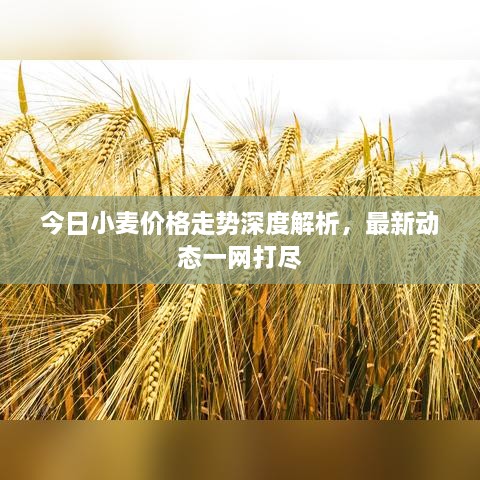 今日小麦价格走势深度解析，最新动态一网打尽