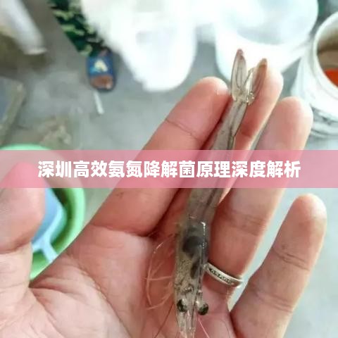 深圳高效氨氮降解菌原理深度解析