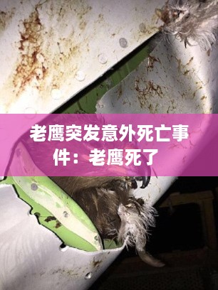 老鹰突发意外死亡事件：老鹰死了 