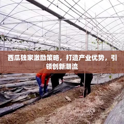 西瓜独家激励策略，打造产业优势，引领创新潮流