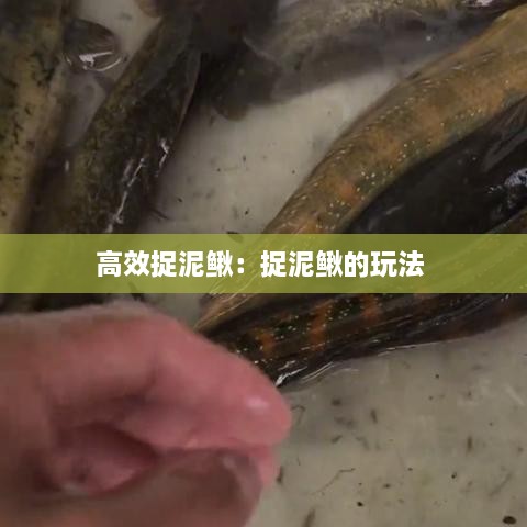 高效捉泥鳅：捉泥鳅的玩法 