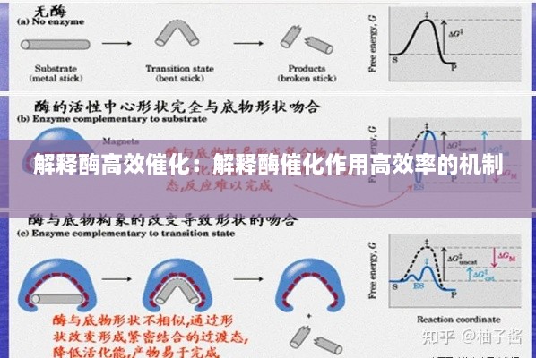 解释酶高效催化：解释酶催化作用高效率的机制 