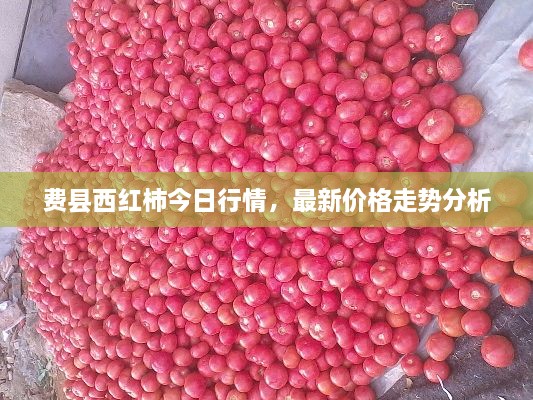 费县西红柿今日行情，最新价格走势分析