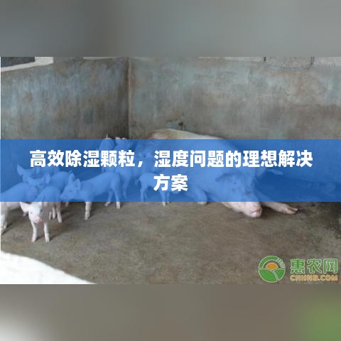 高效除湿颗粒，湿度问题的理想解决方案