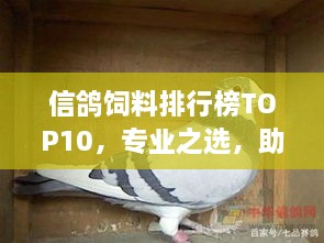 信鸽饲料排行榜TOP10，专业之选，助力信鸽展翅高飞